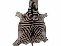 Plains zebra (equus quagga, formerly equus burchellii) hide rug 190 x 295 cm. (74.79 x 116.14 in.)
