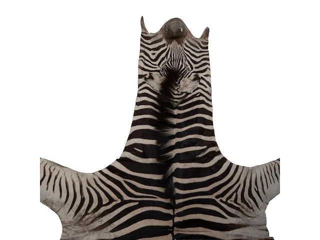 Plains zebra (equus quagga, formerly equus burchellii) hide rug 190 x 295 cm. (74.79 x 116.14 in.) - afbeelding 3 van  4
