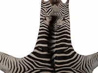 Plains zebra (equus quagga, formerly equus burchellii) hide rug 190 x 295 cm. (74.79 x 116.14 in.) - afbeelding 3 van  4