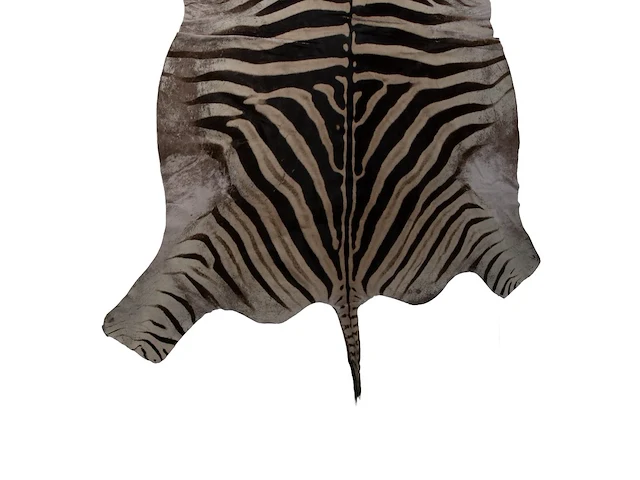 Plains zebra (equus quagga, formerly equus burchellii) hide rug 190 x 295 cm. (74.79 x 116.14 in.) - afbeelding 4 van  4