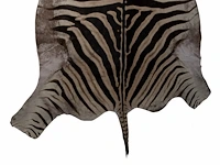 Plains zebra (equus quagga, formerly equus burchellii) hide rug 190 x 295 cm. (74.79 x 116.14 in.) - afbeelding 4 van  4