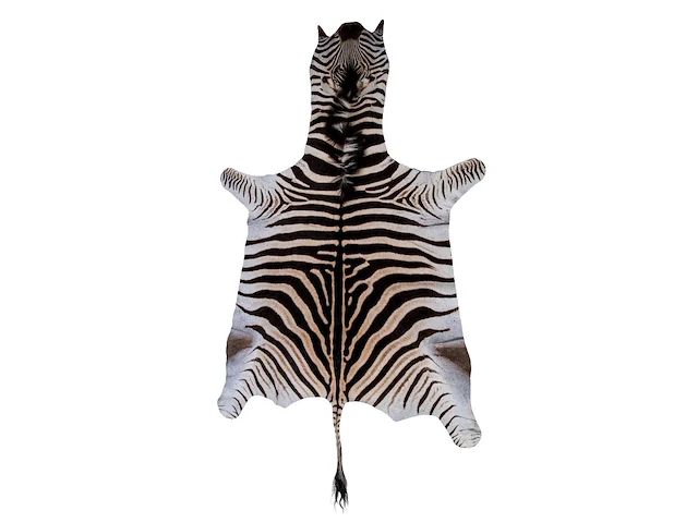 Plains zebra (equus quagga, formerly equus burchellii) hide rug 270 x 160 cm. (106.29 x 62.99 in.) - afbeelding 1 van  3