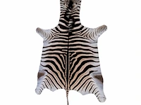 Plains zebra (equus quagga, formerly equus burchellii) hide rug 270 x 160 cm. (106.29 x 62.99 in.)