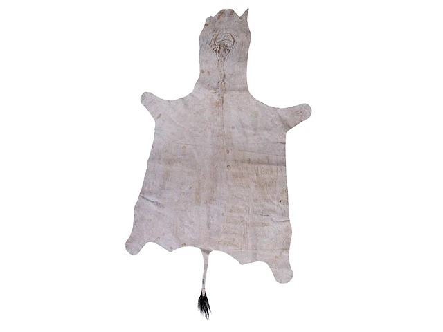 Plains zebra (equus quagga, formerly equus burchellii) hide rug 270 x 160 cm. (106.29 x 62.99 in.) - afbeelding 2 van  3