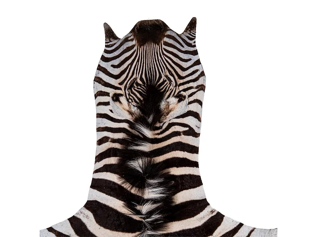 Plains zebra (equus quagga, formerly equus burchellii) hide rug 270 x 160 cm. (106.29 x 62.99 in.) - afbeelding 3 van  3