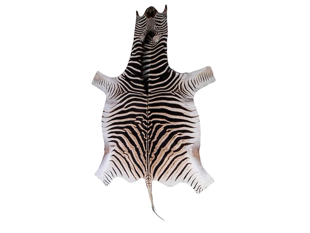 Plains zebra (equus quagga, formerly equus burchellii) hide rug 310 x 180 cm. (122.04 x 70.87 in.) - afbeelding 1 van  4