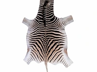 Plains zebra (equus quagga, formerly equus burchellii) hide rug 310 x 180 cm. (122.04 x 70.87 in.)