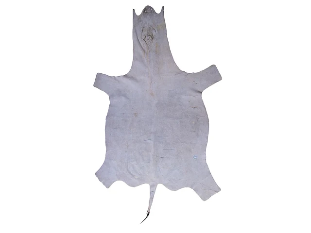 Plains zebra (equus quagga, formerly equus burchellii) hide rug 310 x 180 cm. (122.04 x 70.87 in.) - afbeelding 2 van  4