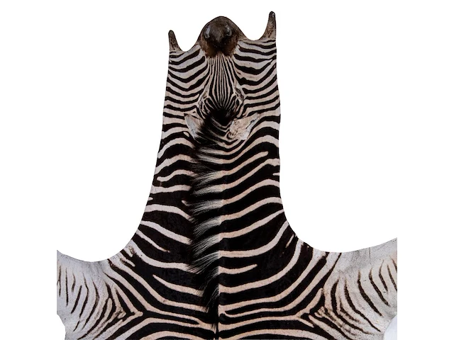 Plains zebra (equus quagga, formerly equus burchellii) hide rug 310 x 180 cm. (122.04 x 70.87 in.) - afbeelding 3 van  4