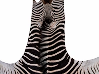 Plains zebra (equus quagga, formerly equus burchellii) hide rug 310 x 180 cm. (122.04 x 70.87 in.) - afbeelding 3 van  4