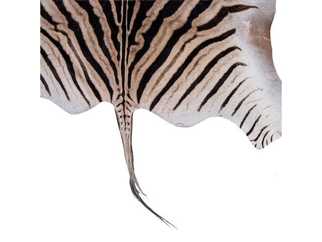 Plains zebra (equus quagga, formerly equus burchellii) hide rug 310 x 180 cm. (122.04 x 70.87 in.) - afbeelding 4 van  4