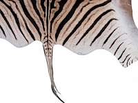 Plains zebra (equus quagga, formerly equus burchellii) hide rug 310 x 180 cm. (122.04 x 70.87 in.) - afbeelding 4 van  4