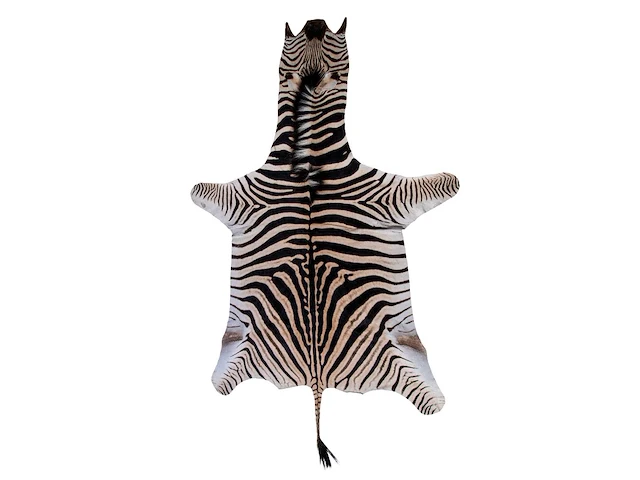 Plains zebra (equus quagga, formerly equus burchellii) hide rug 315 x 185 cm. (124.01 x 72.82 in.) - afbeelding 1 van  4