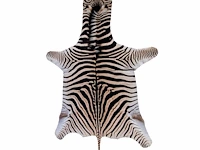Plains zebra (equus quagga, formerly equus burchellii) hide rug 315 x 185 cm. (124.01 x 72.82 in.)