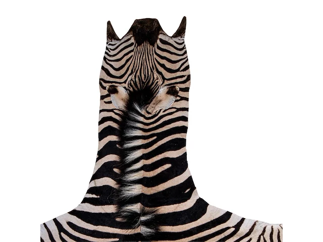 Plains zebra (equus quagga, formerly equus burchellii) hide rug 315 x 185 cm. (124.01 x 72.82 in.) - afbeelding 3 van  4