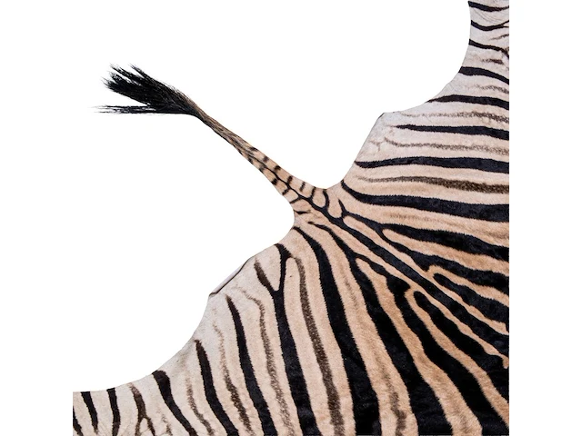 Plains zebra (equus quagga, formerly equus burchellii) hide rug 315 x 185 cm. (124.01 x 72.82 in.) - afbeelding 4 van  4