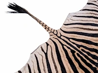 Plains zebra (equus quagga, formerly equus burchellii) hide rug 315 x 185 cm. (124.01 x 72.82 in.) - afbeelding 4 van  4