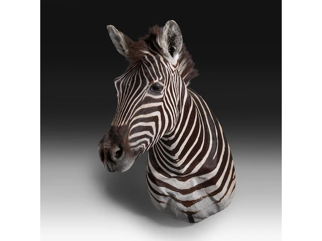 Plains zebra (equus quagga, formerly equus burchellii) shoulder mount, taxidermy trophy, h 100 cm - afbeelding 1 van  5