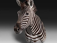 Plains zebra (equus quagga, formerly equus burchellii) shoulder mount, taxidermy trophy, h 100 cm