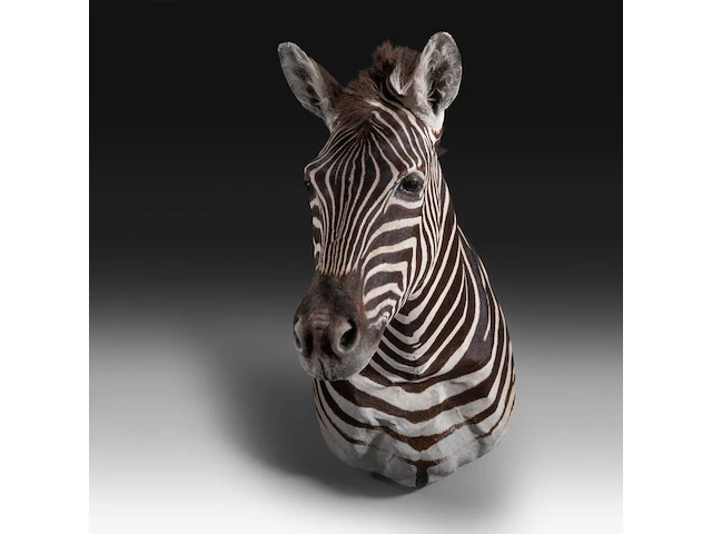 Plains zebra (equus quagga, formerly equus burchellii) shoulder mount, taxidermy trophy, h 100 cm - afbeelding 2 van  5