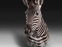 Plains zebra (equus quagga, formerly equus burchellii) shoulder mount, taxidermy trophy, h 100 cm - afbeelding 2 van  5