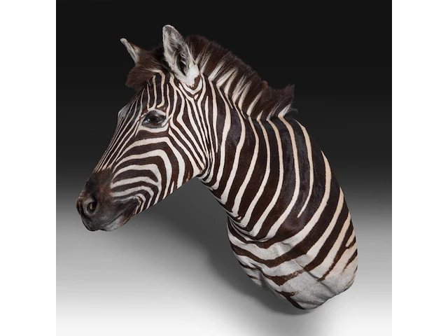 Plains zebra (equus quagga, formerly equus burchellii) shoulder mount, taxidermy trophy, h 100 cm - afbeelding 3 van  5