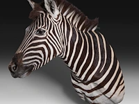Plains zebra (equus quagga, formerly equus burchellii) shoulder mount, taxidermy trophy, h 100 cm - afbeelding 3 van  5