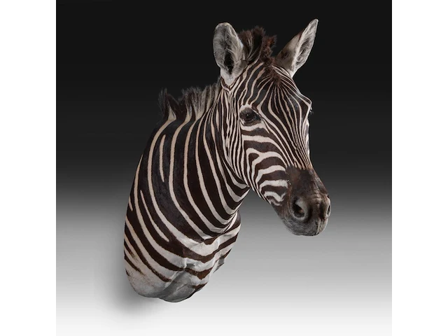 Plains zebra (equus quagga, formerly equus burchellii) shoulder mount, taxidermy trophy, h 100 cm - afbeelding 4 van  5