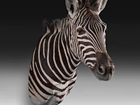 Plains zebra (equus quagga, formerly equus burchellii) shoulder mount, taxidermy trophy, h 100 cm - afbeelding 4 van  5