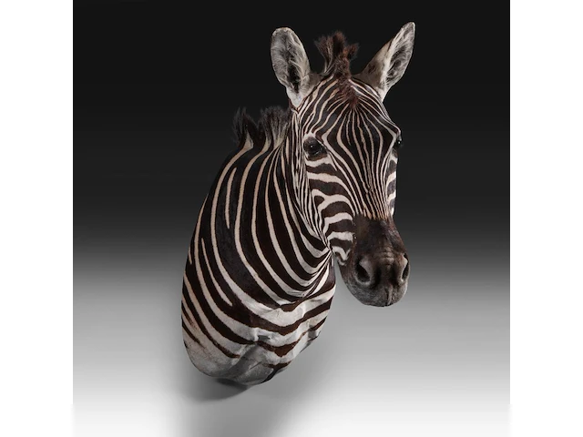 Plains zebra (equus quagga, formerly equus burchellii) shoulder mount, taxidermy trophy, h 100 cm - afbeelding 5 van  5