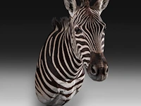 Plains zebra (equus quagga, formerly equus burchellii) shoulder mount, taxidermy trophy, h 100 cm - afbeelding 5 van  5