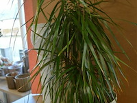 Plant en bloempot op zuil[ licht beschadigd] - afbeelding 1 van  4