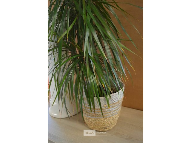 Plant en bloempot op zuil[ licht beschadigd] - afbeelding 2 van  4