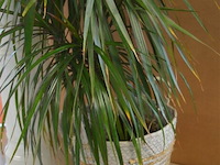 Plant en bloempot op zuil[ licht beschadigd] - afbeelding 2 van  4