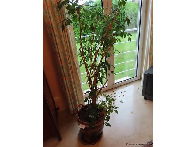 Plant in pot - afbeelding 1 van  3