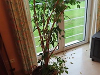 Plant in pot - afbeelding 1 van  3