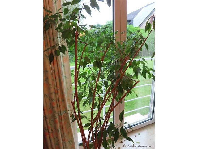 Plant in pot - afbeelding 2 van  3