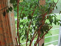 Plant in pot - afbeelding 2 van  3
