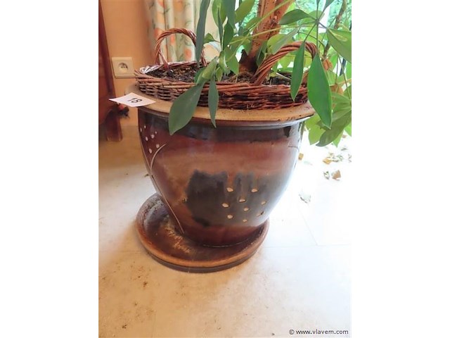Plant in pot - afbeelding 3 van  3