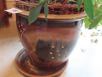 Plant in pot - afbeelding 3 van  3