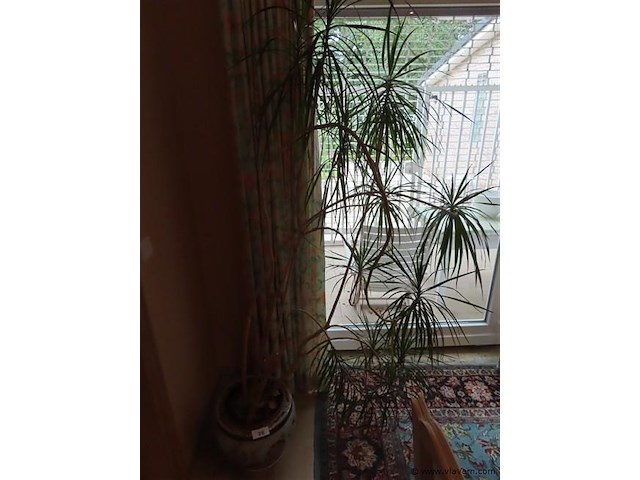Plant in pot - afbeelding 2 van  3