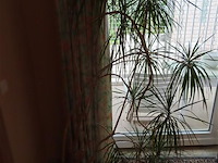 Plant in pot - afbeelding 2 van  3