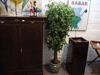 Plant in pot - afbeelding 1 van  5