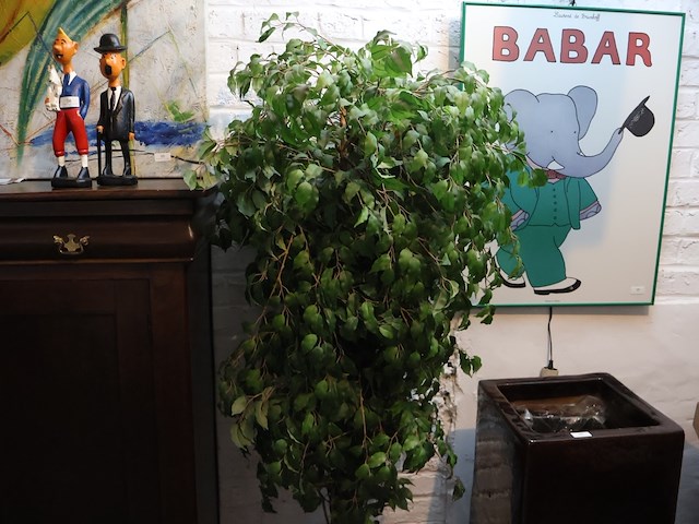 Plant in pot - afbeelding 3 van  5