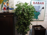 Plant in pot - afbeelding 3 van  5