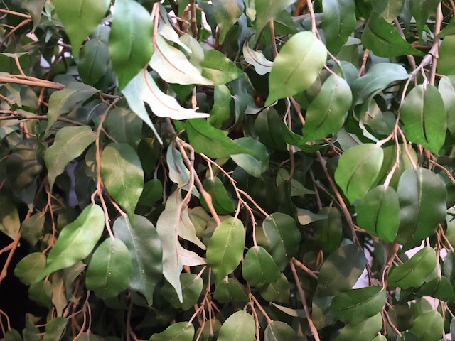 Plant in pot - afbeelding 4 van  5