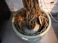 Plant in pot - afbeelding 5 van  5