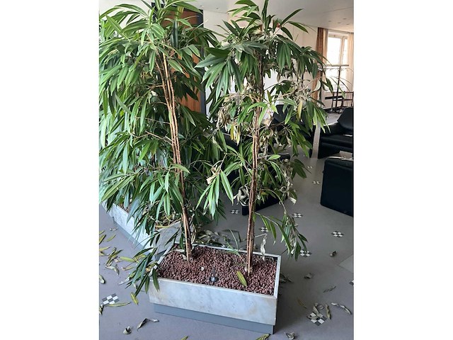 Plant in verrijdbare plantenbak (4x) - afbeelding 3 van  7