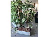 Plant in verrijdbare plantenbak (4x) - afbeelding 3 van  7