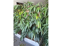 Plant in verrijdbare plantenbak (4x) - afbeelding 4 van  7